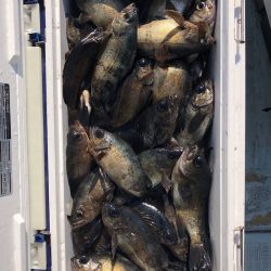 フィッシング キッタカ 釣果