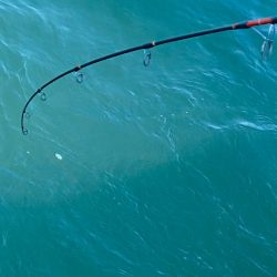 あみや渡船 JIGBOY 釣果