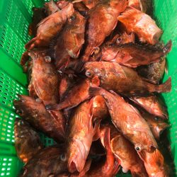 岡田釣船 八英丸 釣果