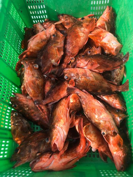 岡田釣船　八英丸 釣果