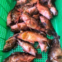 岡田釣船 八英丸 釣果