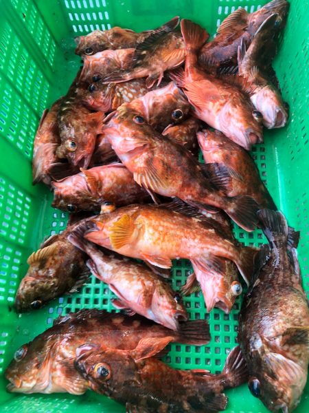 岡田釣船 八英丸 釣果