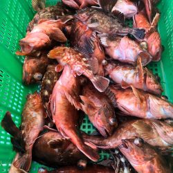 岡田釣船 八英丸 釣果