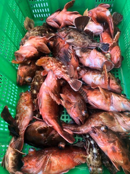 岡田釣船 八英丸 釣果