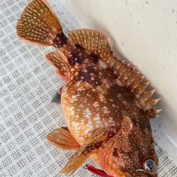 「LaGooN」蒼陽丸 日和号　 釣果