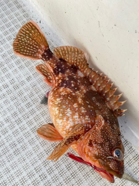 「LaGooN」蒼陽丸 日和号　 釣果