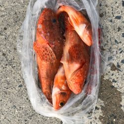 丸万釣船 釣果