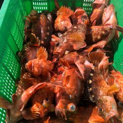 岡田釣船 八英丸 釣果