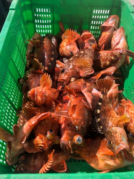 岡田釣船 八英丸 釣果