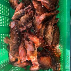 岡田釣船 八英丸 釣果