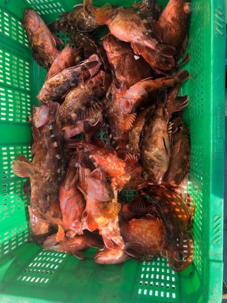 岡田釣船 八英丸 釣果