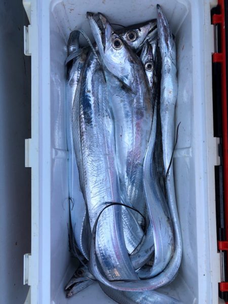 フィッシング キッタカ 釣果