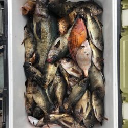 フィッシング キッタカ 釣果