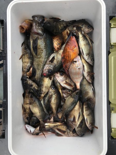 フィッシング キッタカ 釣果