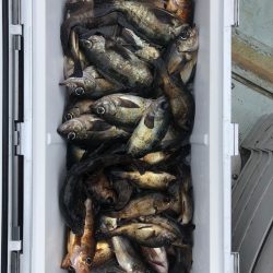 フィッシング キッタカ 釣果