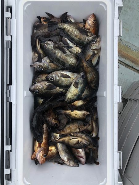 フィッシング キッタカ 釣果