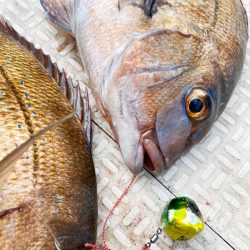 龍神丸（鹿児島） 釣果