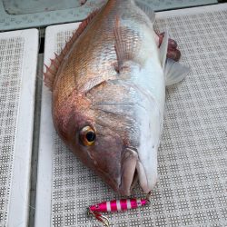 さくら丸 釣果