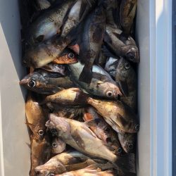 フィッシング キッタカ 釣果