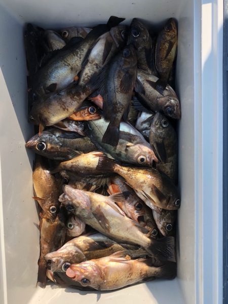 フィッシング キッタカ 釣果