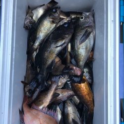 フィッシング キッタカ 釣果