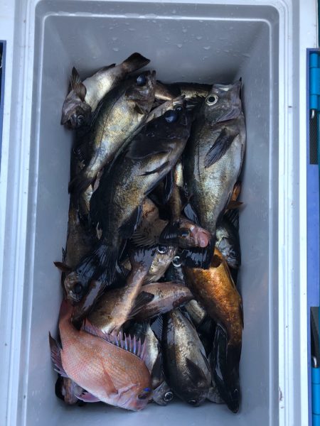 フィッシング キッタカ 釣果