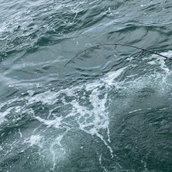 あみや渡船 JIGBOY 釣果