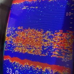 あみや渡船 JIGBOY 釣果