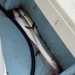 あみや渡船 JIGBOY 釣果