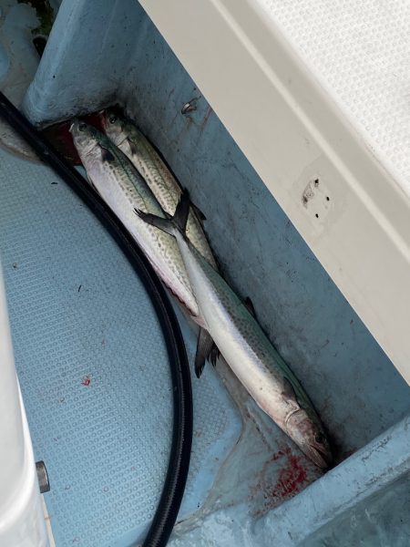 あみや渡船 JIGBOY 釣果