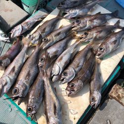 ＴＡＲＯＭＡＲＵ 釣果