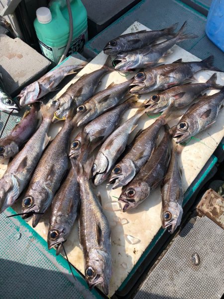 ＴＡＲＯＭＡＲＵ 釣果