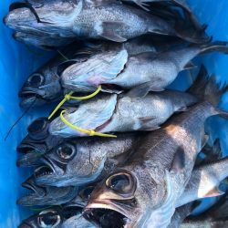 ＴＡＲＯＭＡＲＵ 釣果