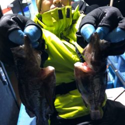 ヤザワ渡船 釣果