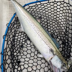 「LaGooN」蒼陽丸 日和号　 釣果