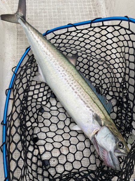 「LaGooN」蒼陽丸 日和号　 釣果