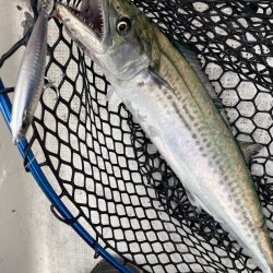 「LaGooN」蒼陽丸 日和号　 釣果