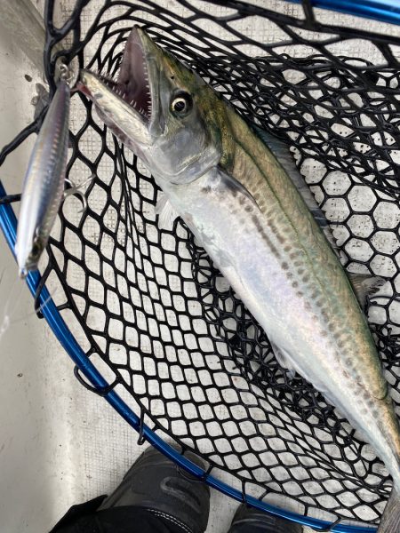 「LaGooN」蒼陽丸 日和号　 釣果