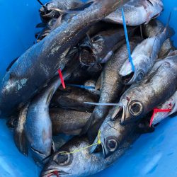 ＴＡＲＯＭＡＲＵ 釣果