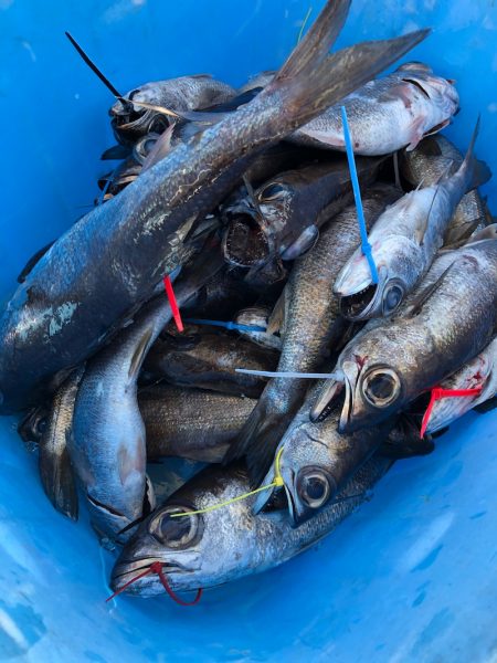 ＴＡＲＯＭＡＲＵ 釣果