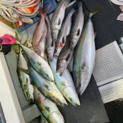 さくら丸 釣果