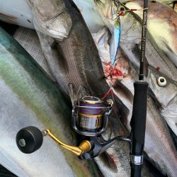 さくら丸 釣果