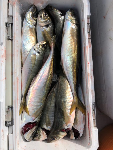 フィッシング キッタカ 釣果