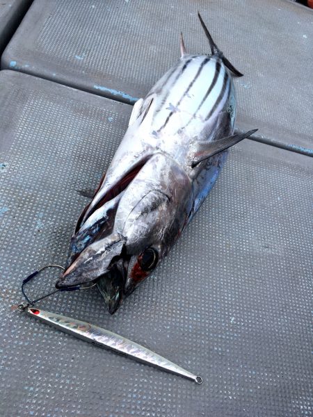 渡船屋たにぐち 釣果