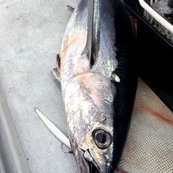 渡船屋たにぐち 釣果