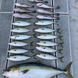 SeaRide(シーライド) 釣果