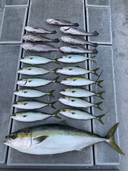 SeaRide(シーライド) 釣果