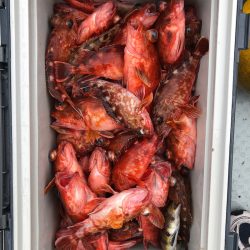 フィッシング キッタカ 釣果