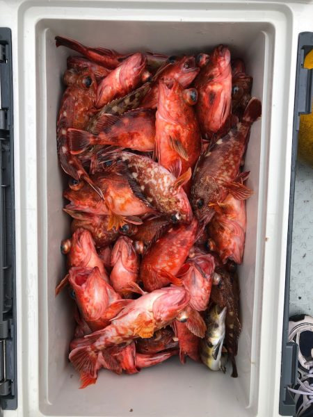 フィッシング キッタカ 釣果