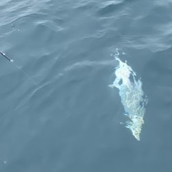 あみや渡船 JIGBOY 釣果